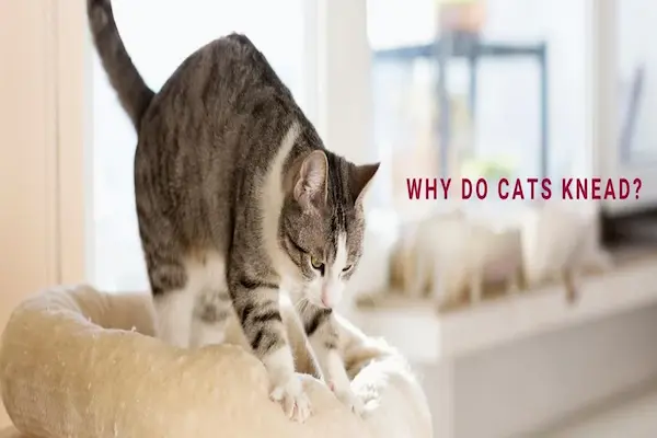 why cats knead blankets