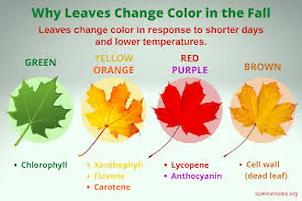 why leaves change color