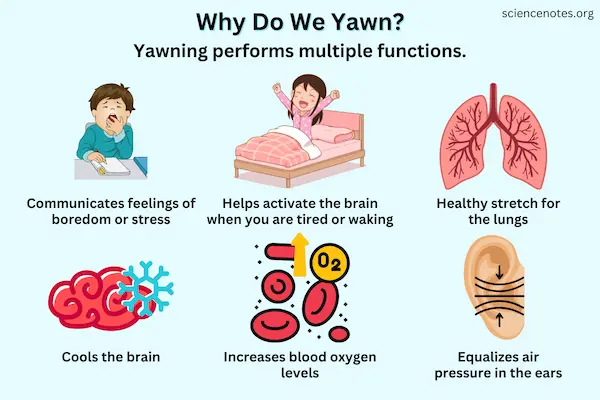why we yawn often